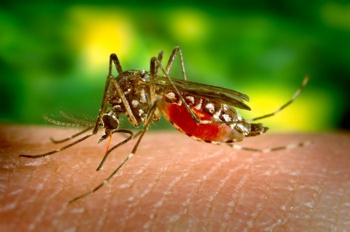 Macro photograph of a female Aedes aegypti mosquito with the characteristic black and white bands on its legs. The insect is sitting on human skin, its proboscis has pierced the skin, and red blood is visible through the transparent mouthparts.