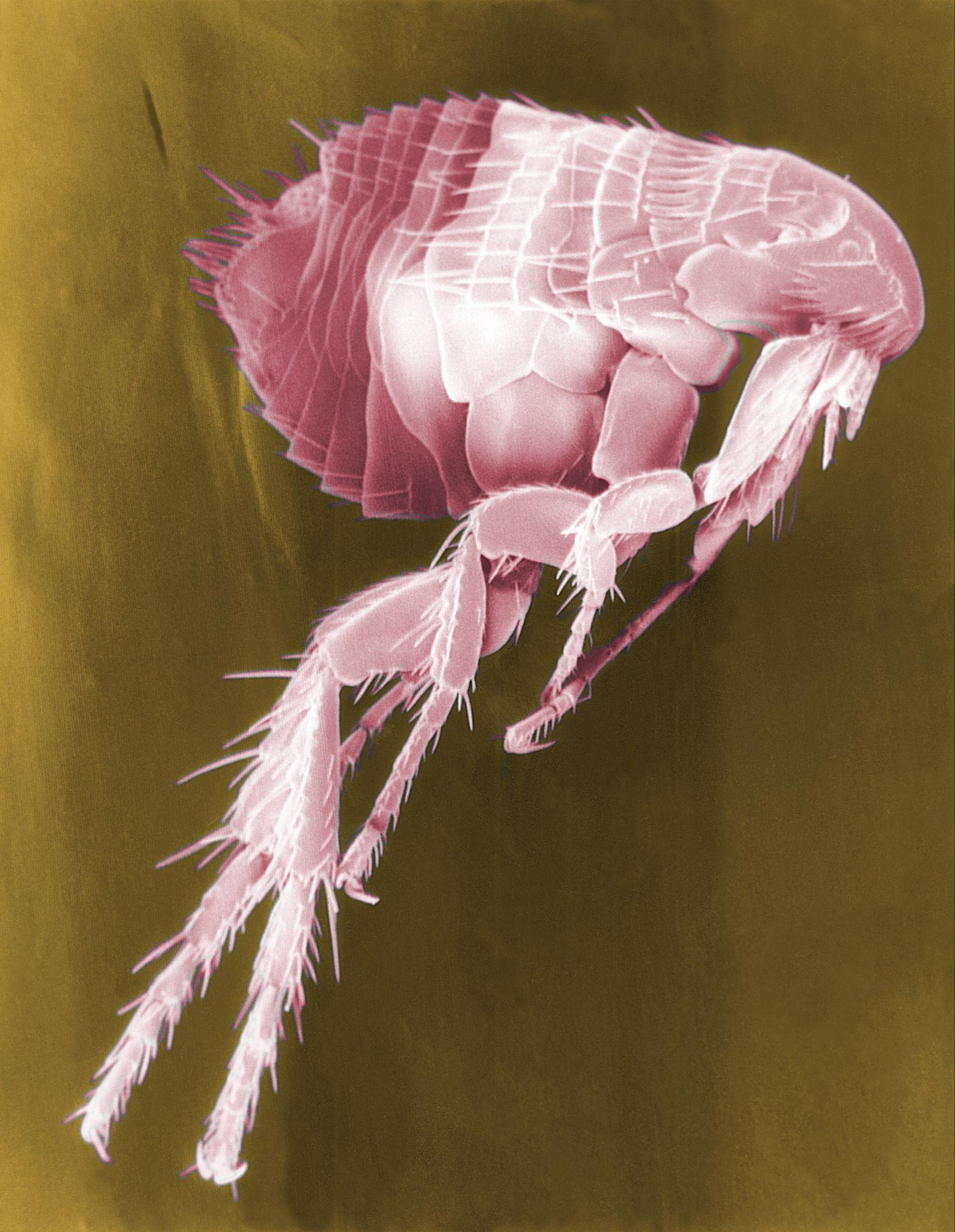 Colourised SEM micrograph of a flea in close-up: a brown-orange, laterally flattened body covered in bristles, with the legs and mouthparts clearly visible. The flea is the principal vector of the plague pathogen.